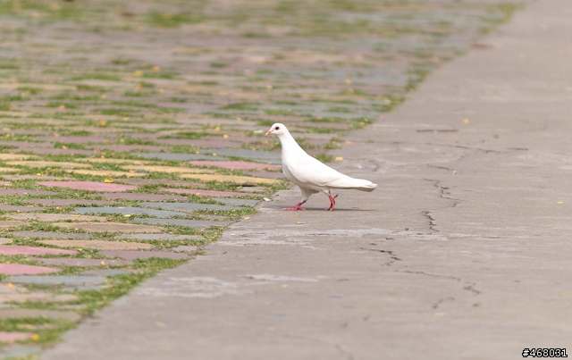 [第四篇開箱分享]~SIGMA : APO 100-300mm F4 EX IF DG HSM~長焦有其不同樂趣！