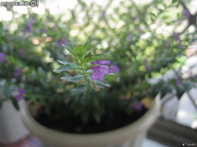 [分享]我的‧秘密花園