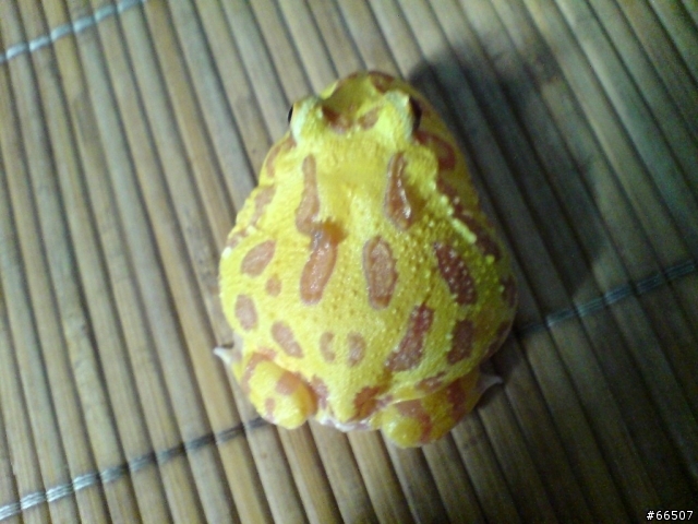 我家的肥蛙...