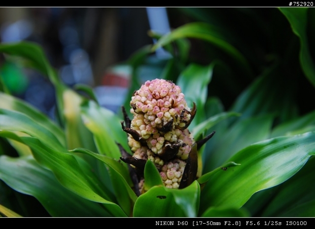 ★ 7/24 新增 A16II 之 F-- 研究，續 ～【 Tamron 17-50mm F2.8 A16N2 馬達版 不專業開箱文 】