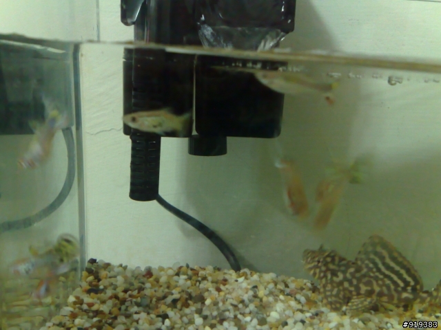 孔雀魚兒 & 大肚魚兒  (魚兒都找到主人兒了唷!!!)