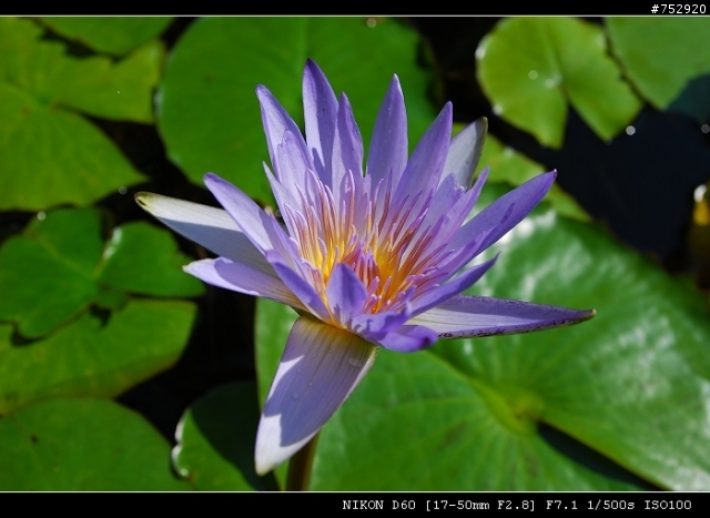 ★ 7/24 新增 A16II 之 F-- 研究，續 ～【 Tamron 17-50mm F2.8 A16N2 馬達版 不專業開箱文 】