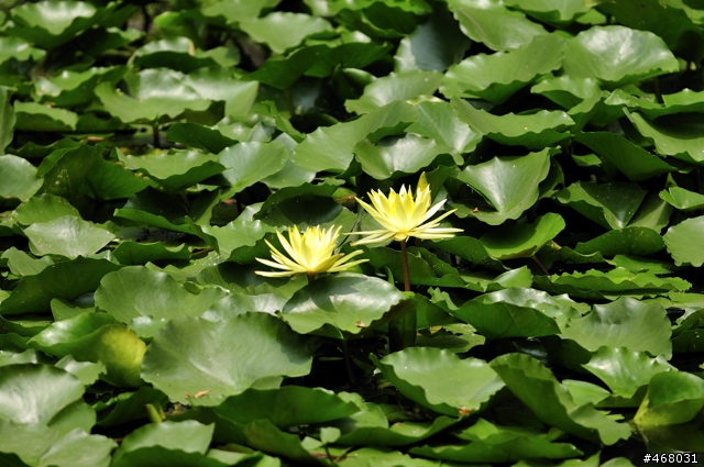 [第四篇開箱分享]~SIGMA : APO 100-300mm F4 EX IF DG HSM~長焦有其不同樂趣！