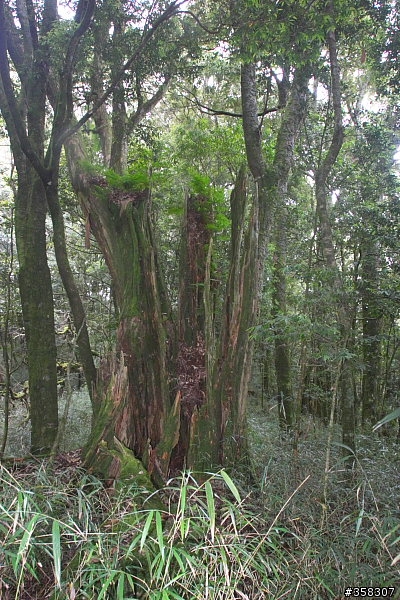 守城大山