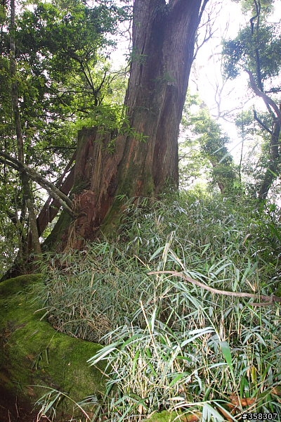 守城大山