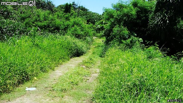 龍蟠公路