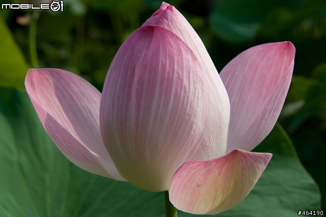 [開箱 ](10/14新增麗星郵輪沖繩行)Tamron A20 AF28-300/3.5-6.3  XR Di LD Asph. IF Macro VC for Nikon