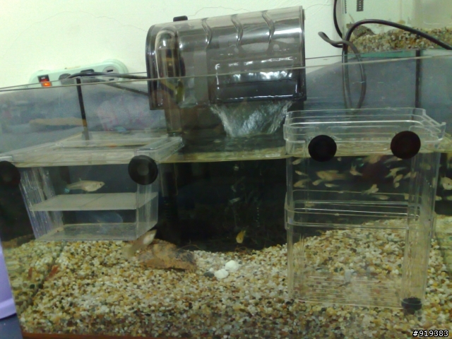 孔雀魚兒 & 大肚魚兒  (魚兒都找到主人兒了唷!!!)