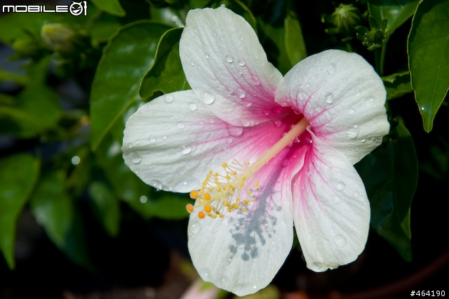 [開箱 ](10/14新增麗星郵輪沖繩行)Tamron A20 AF28-300/3.5-6.3  XR Di LD Asph. IF Macro VC for Nikon