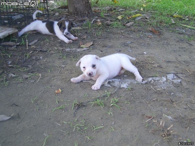 [送養]6隻從風雨交加的颱風天搶救回來的米克斯幼犬(台南)