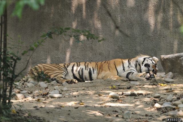 [第四篇開箱分享]~SIGMA : APO 100-300mm F4 EX IF DG HSM~長焦有其不同樂趣！