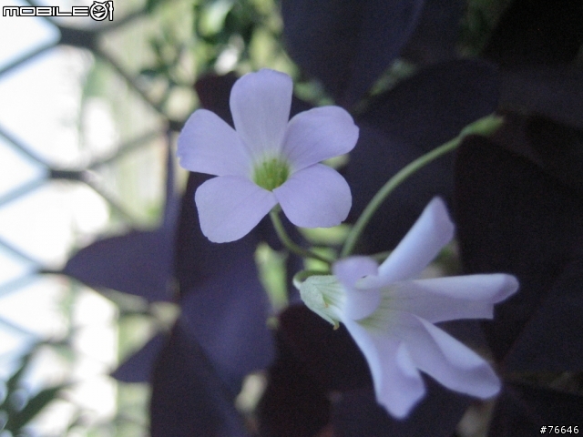 [分享]我的‧秘密花園