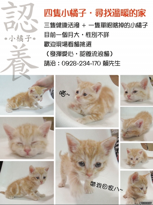 小橘貓認養喔 (更正是七隻小橘貓...)