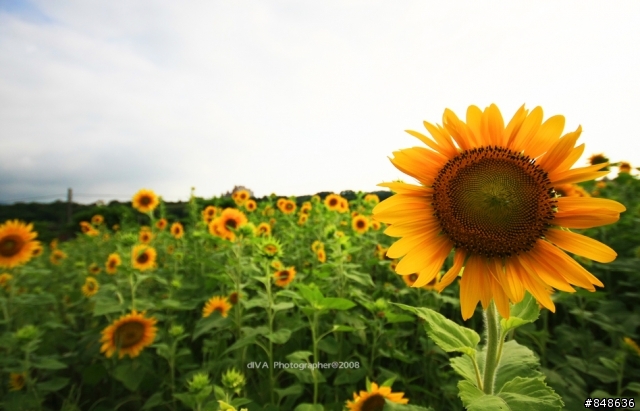 北海岸花海開囉,各位有空可以去拍拍囉!!