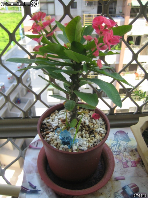 [分享]我的‧秘密花園