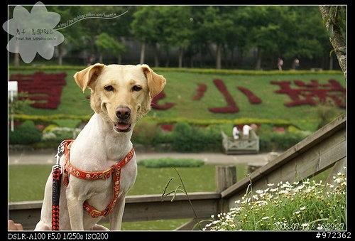 [景點]南投仁愛 清境農場--高山花園「清境小瑞士」