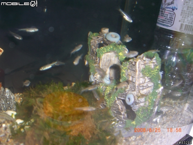 [水族館]請問這是什麼魚呢?
