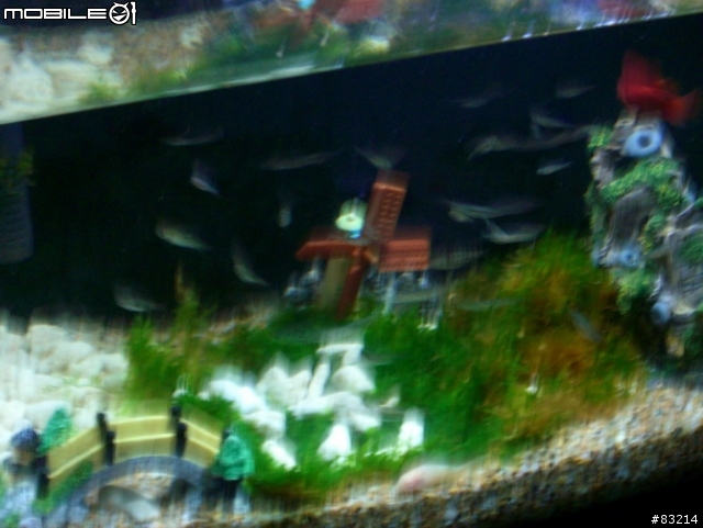 [水族館]我的魚缸，猜猜要多少錢？