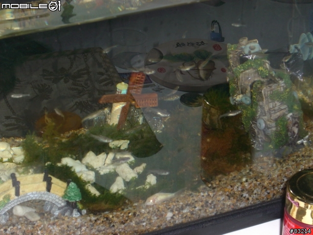 [水族館]我的魚缸，猜猜要多少錢？