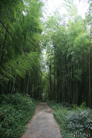 慢遊奮起湖