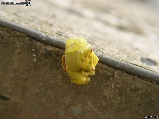 令人無言的昆蟲