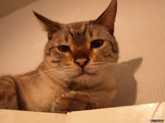 東京台場的意外發現~Cats Livin~