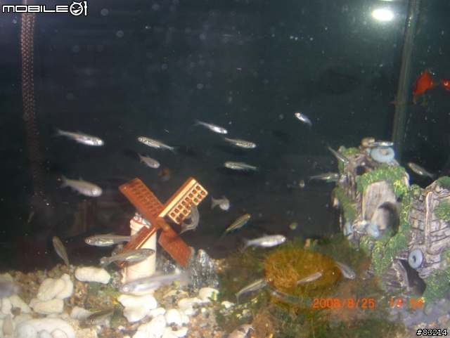 [水族館]請問這是什麼魚呢?