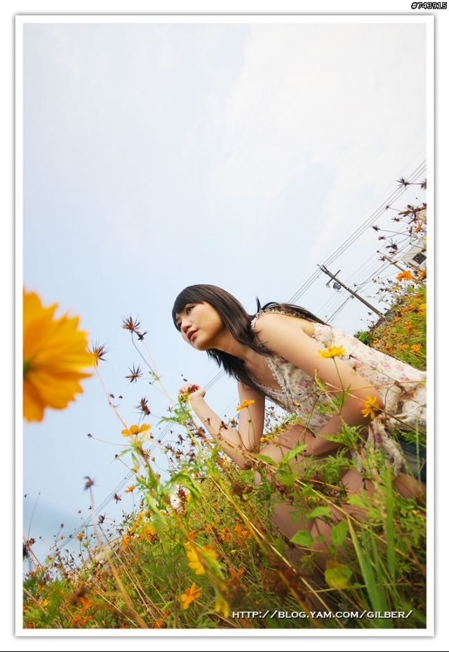 三芝波斯菊花海