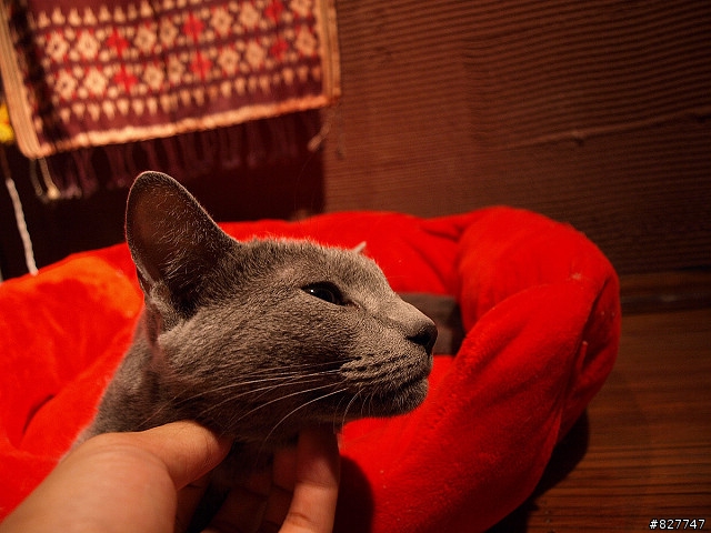 東京台場的意外發現~Cats Livin~