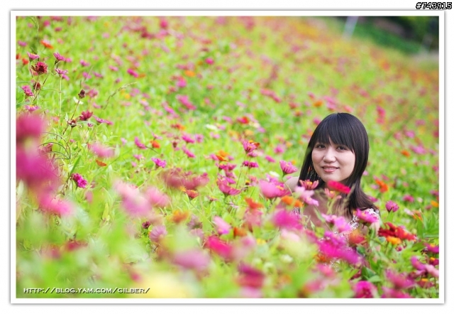 三芝波斯菊花海