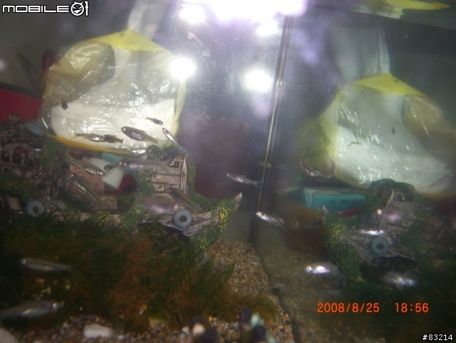 [水族館]請問這是什麼魚呢?