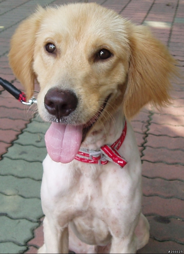 幫幫忙...有人願意領養公黃金獵犬嗎