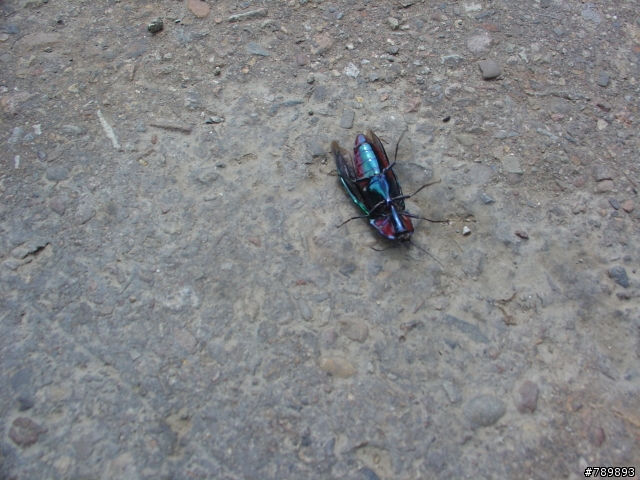 【遊記】丹尼爾之路