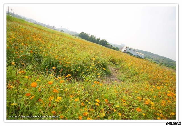三芝波斯菊花海