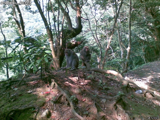 天母古道遭遇台灣彌猴