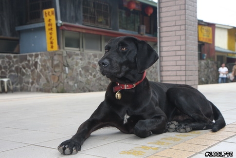 慢遊奮起湖