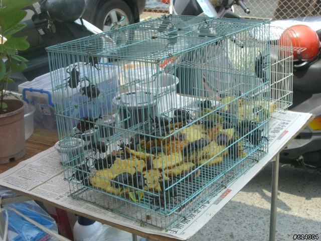 2人+1狼 六天五夜 上山下海環島去