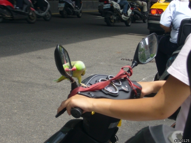 北車附近有人騎車溜鳥...真大膽(有圖有真相!)