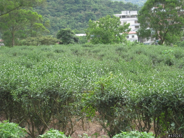 深坑路線之一...山中傳奇