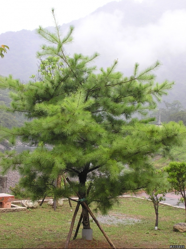 拍了幾張可否給點構圖的建議