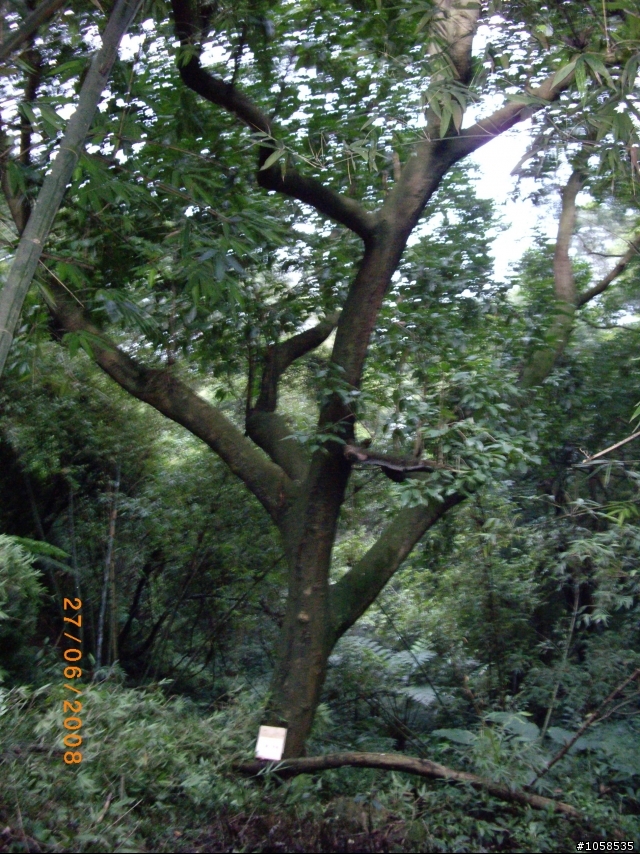 [樹林特色]大棟山路程景點及單車運動導覽介紹