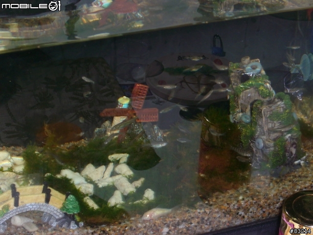 [水族館]我的魚缸，猜猜要多少錢？