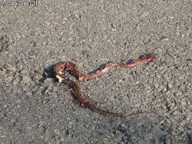 [遊記] 肉腳首戰--羅馬公路大滿貫