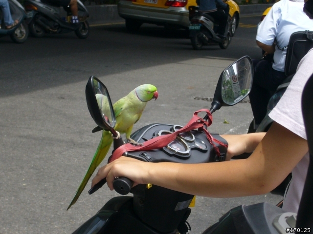 北車附近有人騎車溜鳥...真大膽(有圖有真相!)