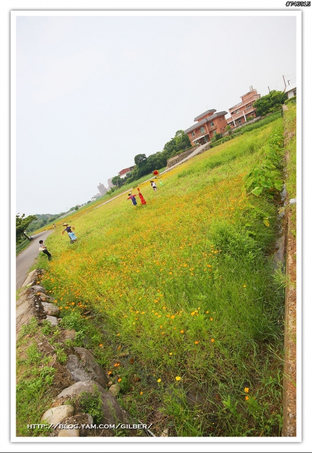 三芝波斯菊花海