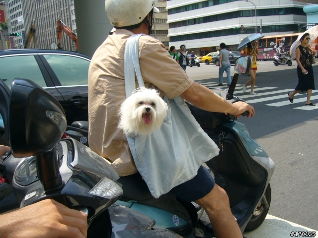 北車附近有人騎車溜鳥...真大膽(有圖有真相!)