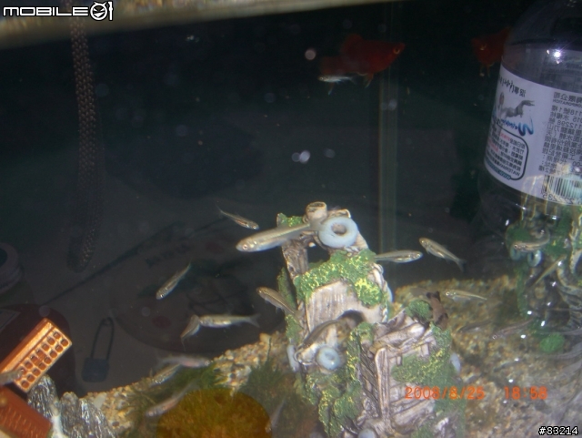 [水族館]請問這是什麼魚呢?