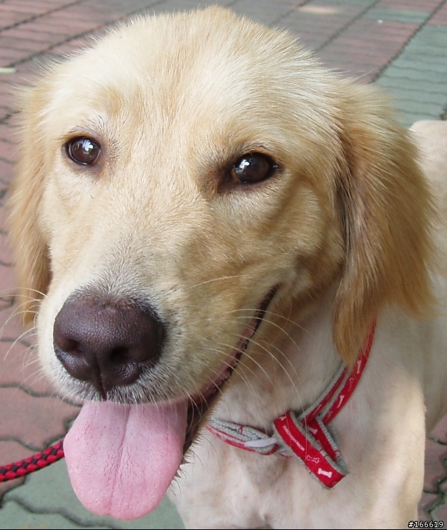 幫幫忙...有人願意領養公黃金獵犬嗎