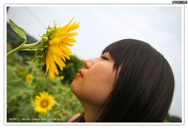 三芝波斯菊花海