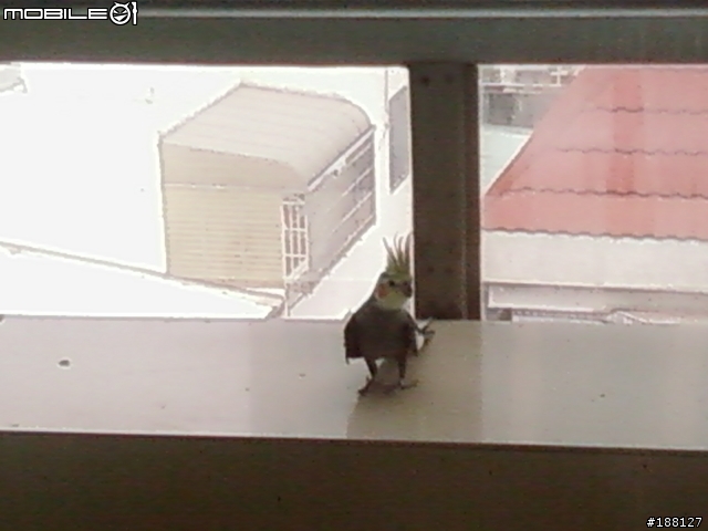 [自拍]在都市看見漂亮的鳥兒